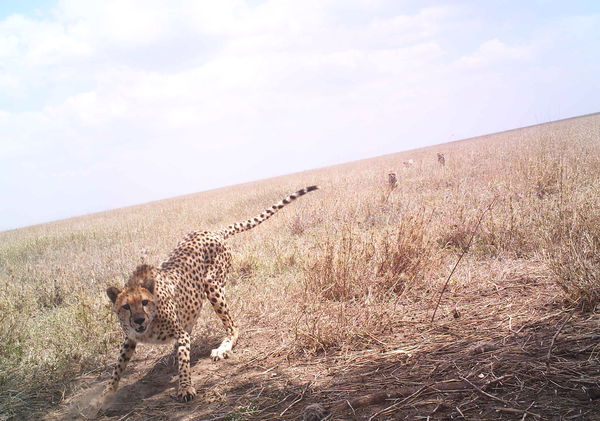 Cheetah reacting to camera