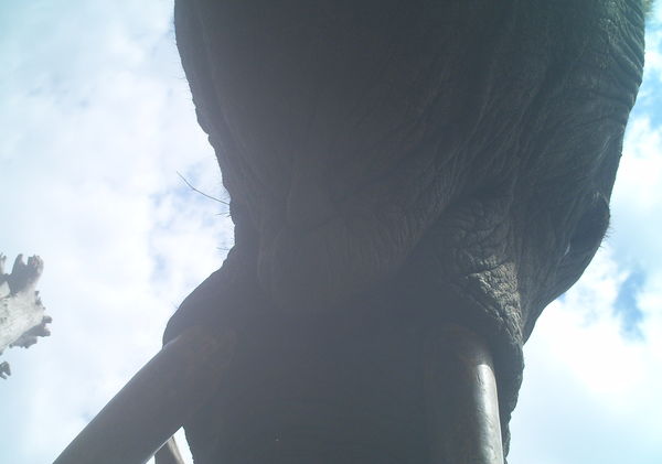 Underside of elephant head and mouth