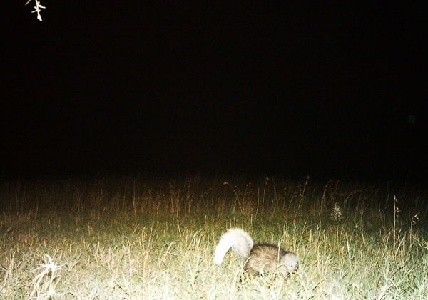 White-Tailed Mongoose
