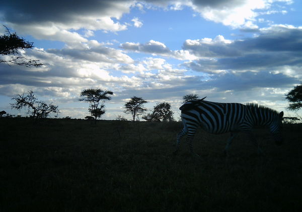 evening sky zebra