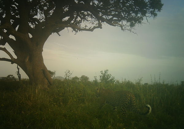 Leopard approaching tree