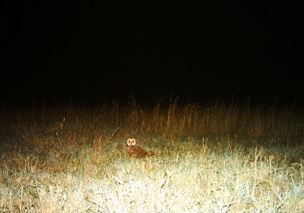 marsh owl