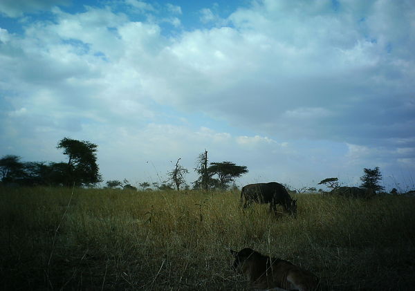 young wildebeest