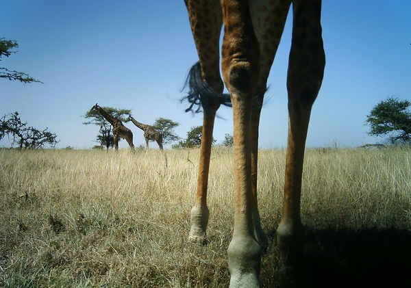 giraffe ankles