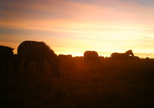 zebra sunset