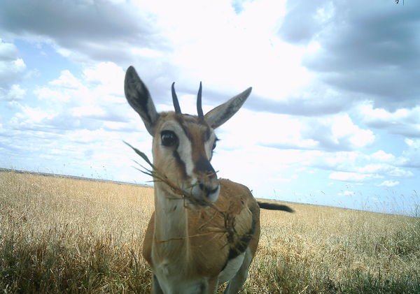gazelle