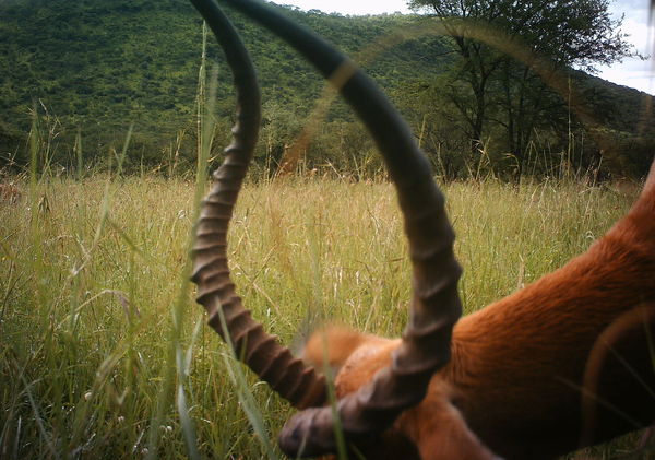 Impala horns