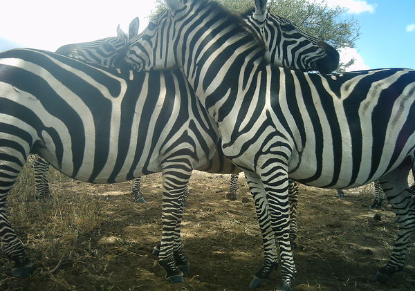 Zebras standing shoulder-to-shoulder, facing opposite directions, with their heads on each other's back.