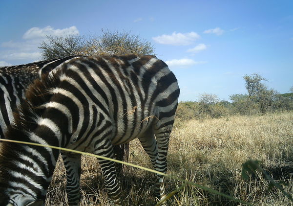 unusual zebra pattern